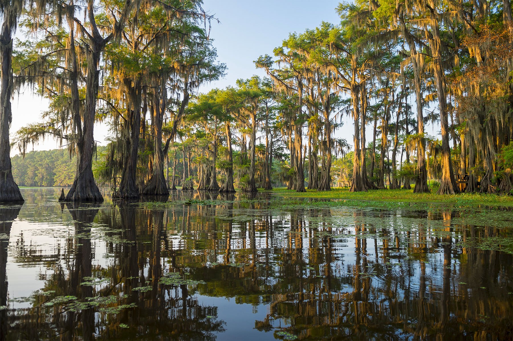 Voyage en Louisiane