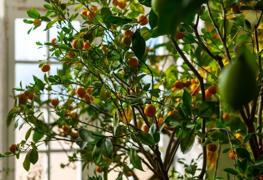 Visite : Le jardin du parfumeur